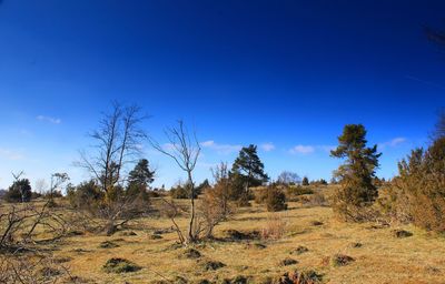 Trees on field against blue sky