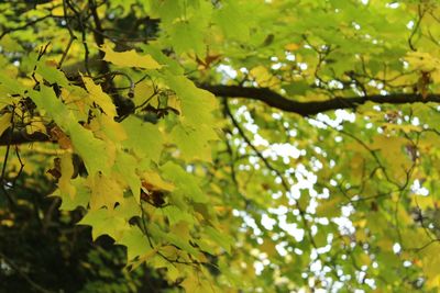 Low angle view of tree