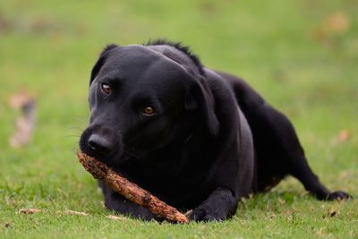 Portrait of black labrador with stick on grassy field