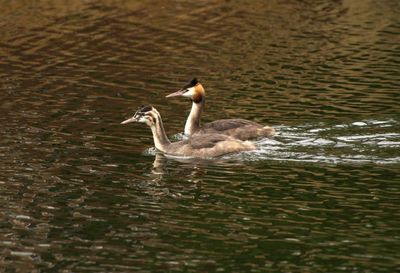 Duck swimming in lake