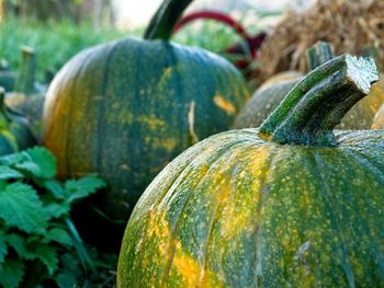 Close-up of pumpkin