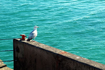 Seagull perching on a sea