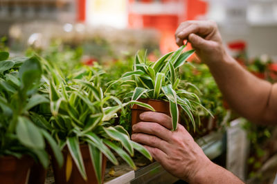 Midsection of man holding leaf