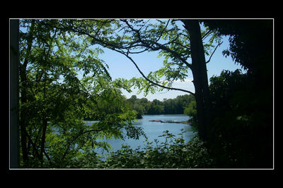 Reflection of trees in lake against sky