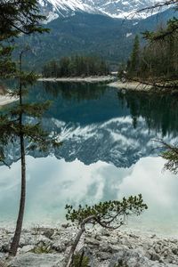 Scenic view of lake in forest