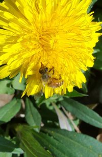 Close-up of bee pollinating flower