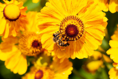 Close-up of insect on yellow flower