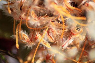 Full frame shot of dead plant