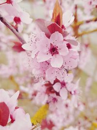 Close-up of pink flowers blooming in park