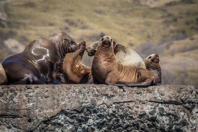 Seals on rock against mountain