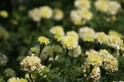 Close-up of yellow flowering plant on field