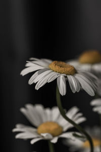 Close-up of white daisy flower against black background