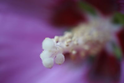 Close-up of purple flower