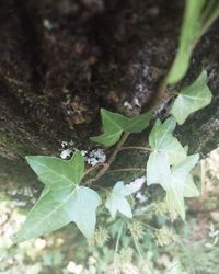 High angle view of leaves on tree trunk