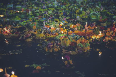 Close-up of illuminated flowering plants by lake