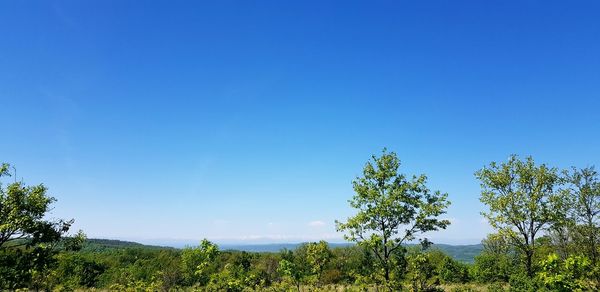 Plants growing on land against clear blue sky