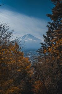 Low angle view of trees against sky