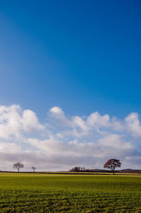 Trees in agricultural landscape