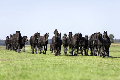 Horses on field against clear sky