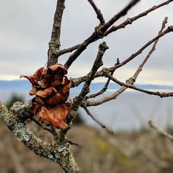 Low angle view of branch against sky