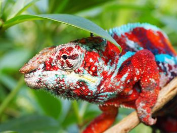 Close-up of red chameleon on plant