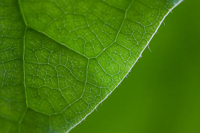 Close-up of fresh green leaf