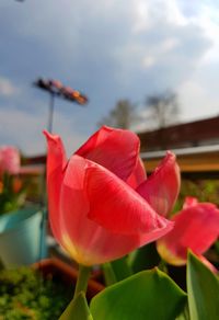 Close-up of red flowers blooming against sky