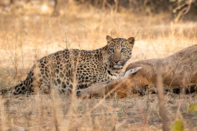 Leopard eating deer