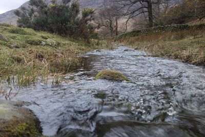 River amidst trees