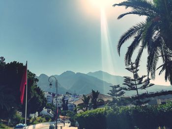 Panoramic view of palm trees and buildings against sky