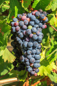 Close-up of grapes growing in vineyard