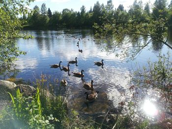 Bird flying over calm lake