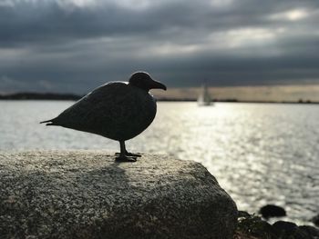 Seagull perching on rock against sea