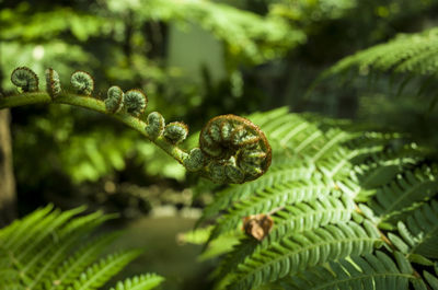 Close-up of fern leaves