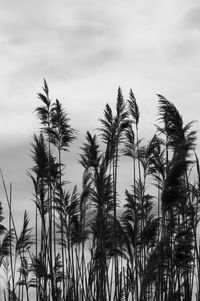 Low angle view of plants against clouds