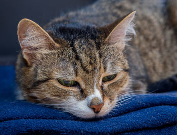 Close-up portrait of a cat