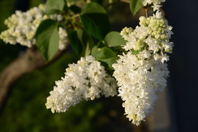 Close-up of white flowering plant