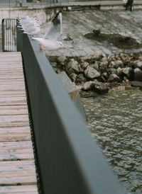 Birds by lake