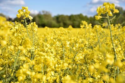 Close-up of flowers growing in field