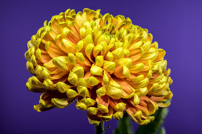 yellow