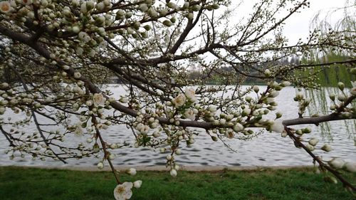 Calm lake with trees in background