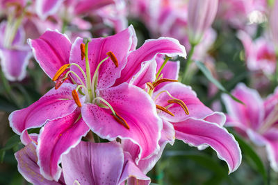 Close-up of pink flowering plant