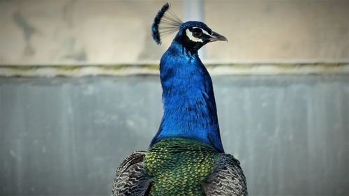 Close-up of a peacock