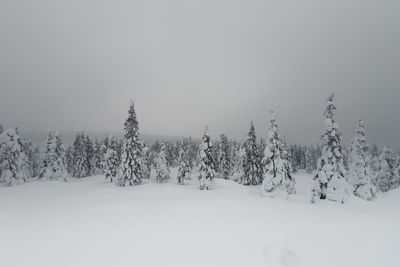 Trees on snow covered field against sky