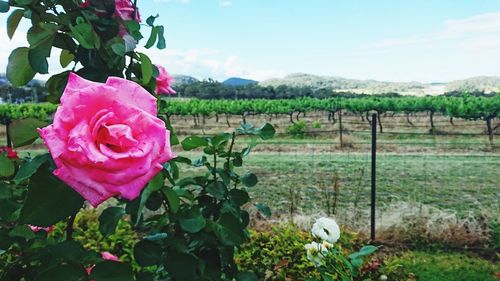 Close-up of pink roses blooming on field against sky