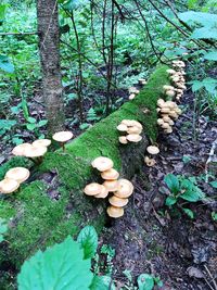 Mushrooms growing on tree trunk