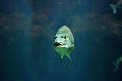 Fish swimming in sea