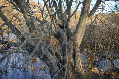 Bare trees by river in forest during winter