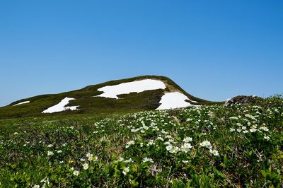 Scenic view of grassy field against clear blue sky