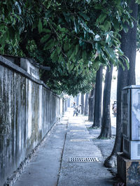 Empty road along trees in city